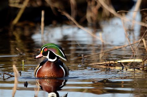 Outdoor Illinois Journal The Wood Duck A Conservation Success Story