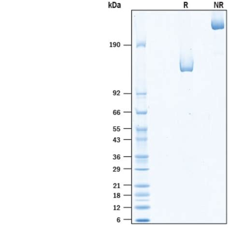 R Recombinant Human Neuropilin Fc Chimera Protein Cf G