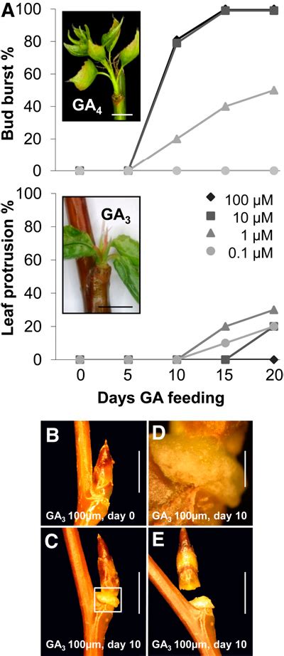 Figure 2 From Chilling Of Dormant Buds Hyperinduces Flowering Locus T