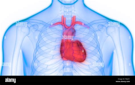 Human Heart Anatomy Stock Photo Alamy