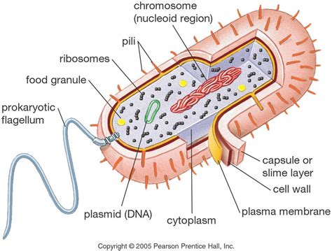 Structure Of Bacteria Diagram Quizlet