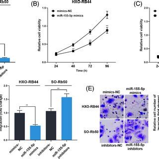 The Effects Of MIR17HG On RB Cells A B The Cell Models Of