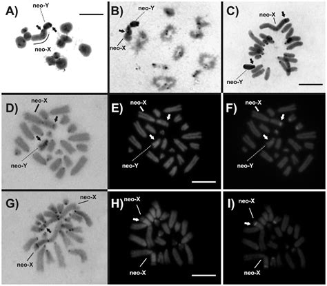 Neo Sex Chromosomes In The Maculipennis Species Group Dichroplus