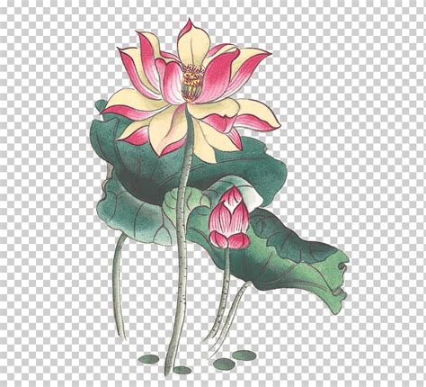 Nelumbo Nucifera Tinta Lavado Pintura Acuarela Pintura Chinoiserie