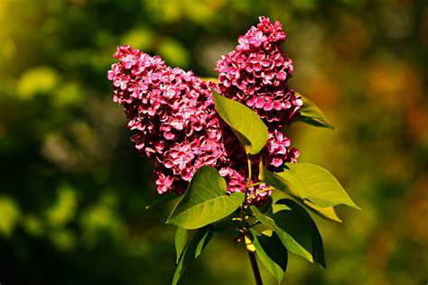 Common Lilac Flower Plant Free Photo On Pixabay Pixabay