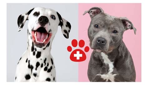 Dalmatian Pit Bull Mix: Everything You Need to Know About the Pitmatian ...