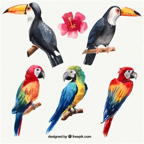 Set De Aves Tropicales De Acuarela Descargar Vectores Gratis