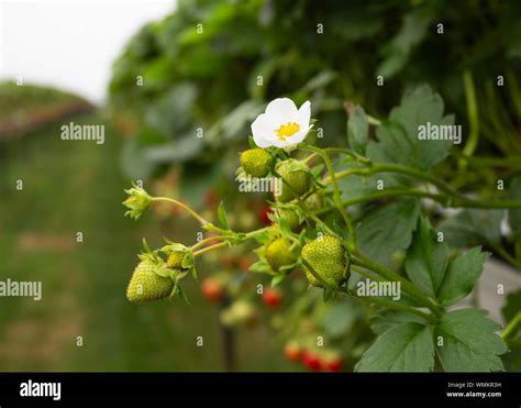 Strawberries Growing On Strawberry Farm Uk Stock Photo Alamy