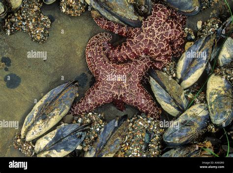 Starstarfish Hi Res Stock Photography And Images Alamy