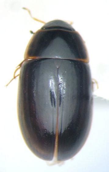 Enochrus Hamiltoni Bugguidenet