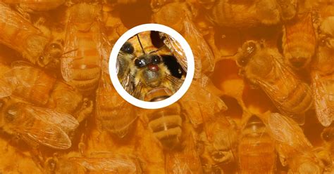 Controlling Varroa Mites in Your Beehive | IFA's Helping to Grow Blog