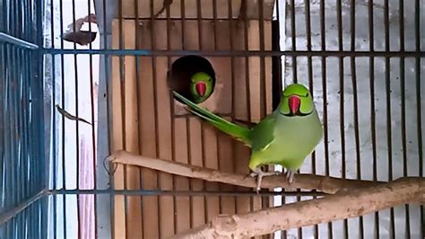 Indian Ringneck Parrot Breeding In Cage Youtube