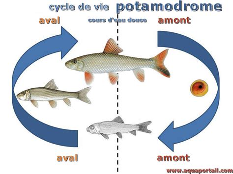 Migration Des Poissons D Finition Et Explications