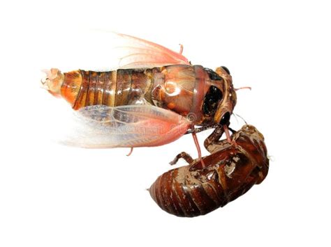 Cicada and molt stock photo. Image of armor, antenna - 10819086