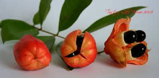 ACKEE POISONING WARNING IN ST ANN – JamaicanmateyangroupiePinkwall