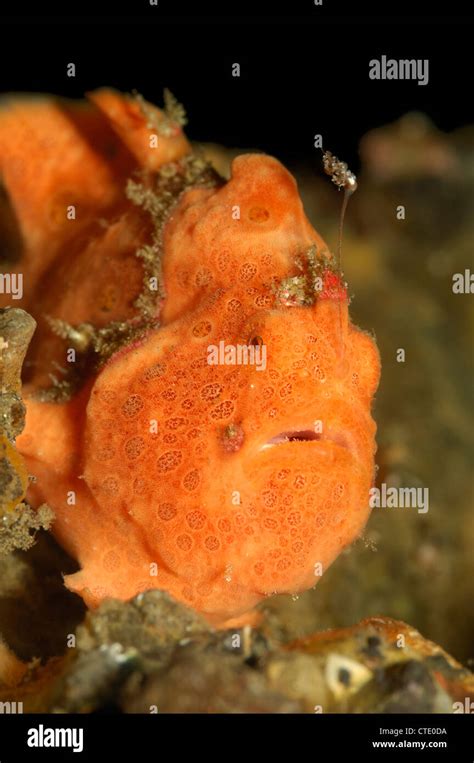 Orange Painted Frogfish Antennarius Pictus Lembeh Strait North