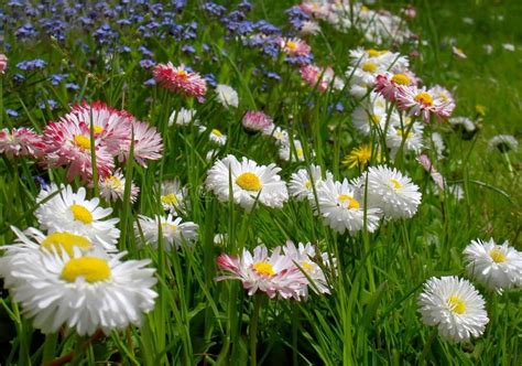 Flores Selvagens Na Pradaria De Alberta Imagem De Stock Imagem De