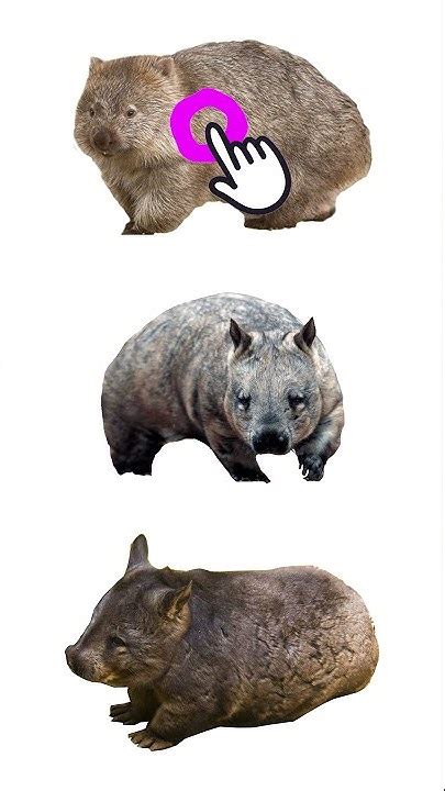 Types Of Wombats 3 Species Of Wombat Wombats Marsupials Youtube