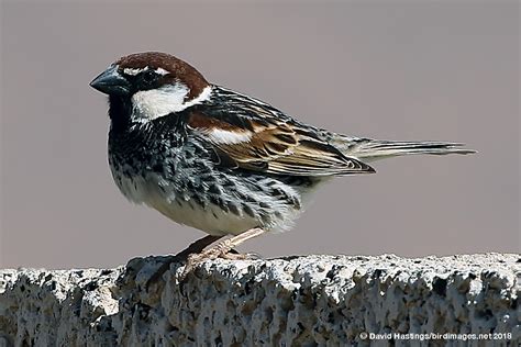 David Hastings Bird Insect Images Spanish Sparrow Passer