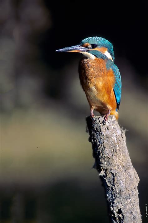 Martin P Cheur D Europe Alcedo Atthis Common Kingfisher Eisvogel