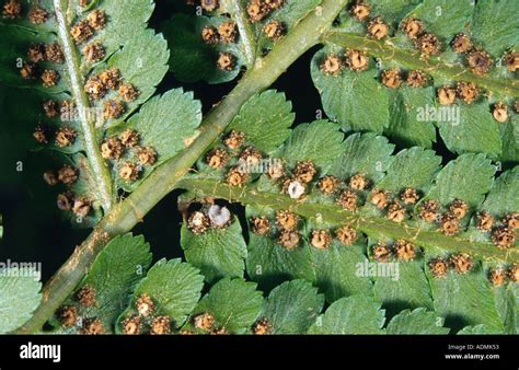 Frond leaf fern sporophyll hi-res stock photography and images - Alamy