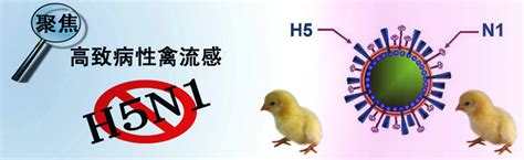 越南金甌省爆高致病性h5n1禽流感 香港停進口禽類產品 健康工房 公仔箱論壇 Powered By Discuz