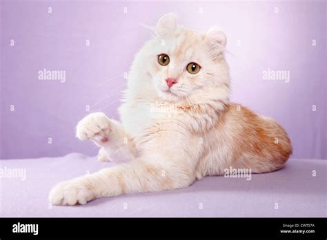 Red tabby american longhair hi-res stock photography and images - Alamy