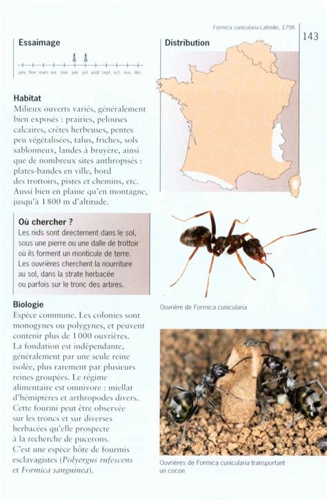 Fourmis De France De Belgique Et Du Luxembourg The Ants Of France