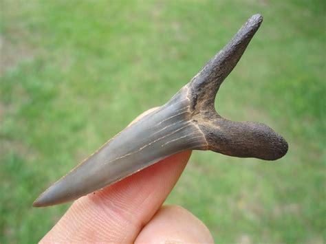 Massive 2.17" Goblin Shark Tooth | Recently Sold | FOSSILS ...