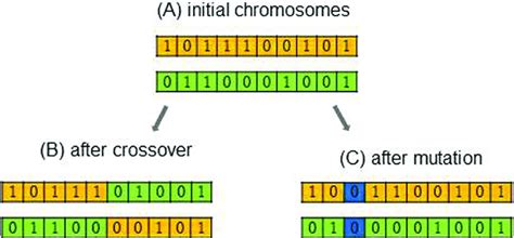 Graphical Representation Of Crossover And Mutation In Ga A Shows Two