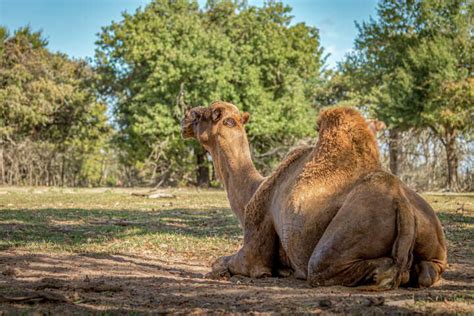 Texas drive-thru safari for sale houses 100 animal species