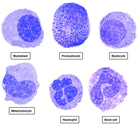 VETERINARY HEMATOLOGY DEXTERVET: Granulopoiesis