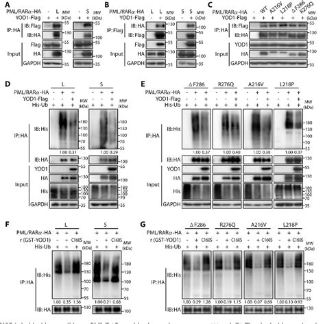 Figure From Blockade Of Deubiquitinase Yod Degrades Oncogenic Pml