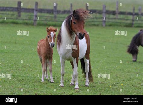 American Miniature Horses Stock Photo - Alamy