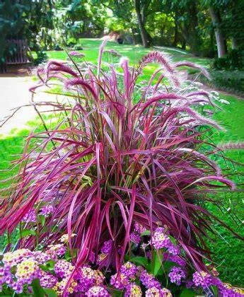 Stunning Red Ornamental Grasses Balcony Garden Web