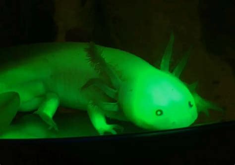 18 Types of Axolotl Colors You Can Own (Axolotl Color Guide) | ExoPetGuides