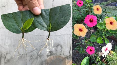 Try To Propagate Hibiscus Flowers From Leaves Youtube