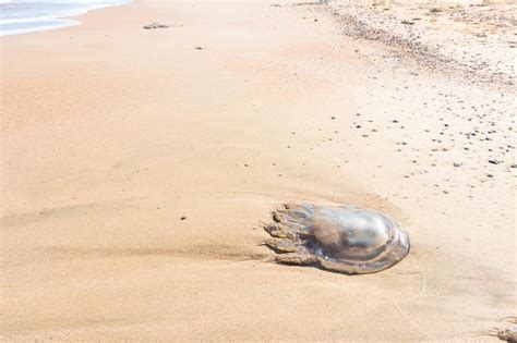 Premium Photo A Dead Jellyfish Washed Up On The Shore Jellyfish On