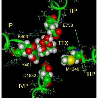 Schematic of tetrodotoxin structure (left panel) and space-filling ...