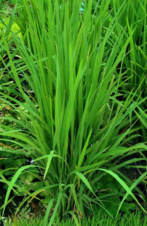 Seeds Shop Buy Online Lemongrass Seeds Plant And Growing Guide