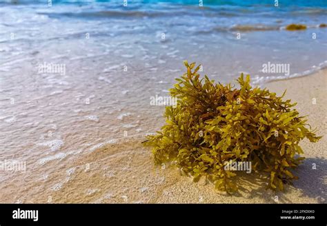 Fresh yellow red seaweed sargazo at tropical mexican caribbean beach in ...