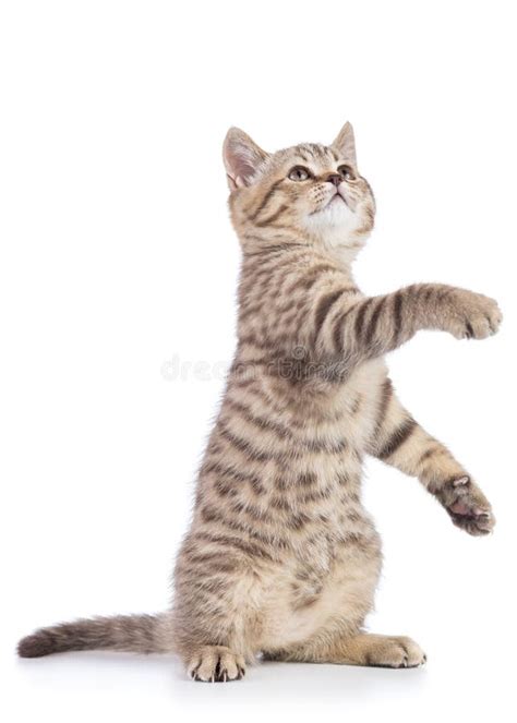 Playful Cat Kitten Standing On Its Hind Legs With Paw Up Isolated On