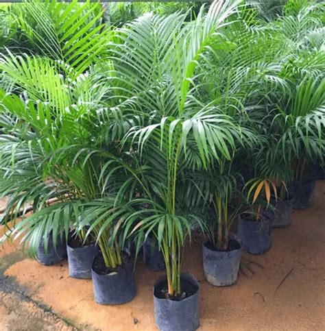 areca palm seeds  rs  jaipur id