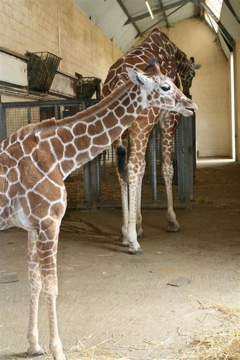 Whipsnade Zoo | Animals, Zoo, Giraffe