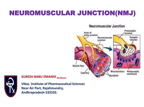 Define Neuromuscular Junction 7