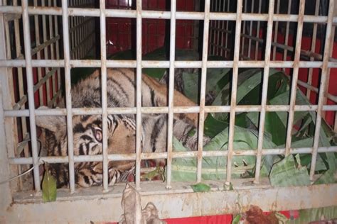 Harimau Sumatera Masuk Perangkap Warga Madina Mohganews