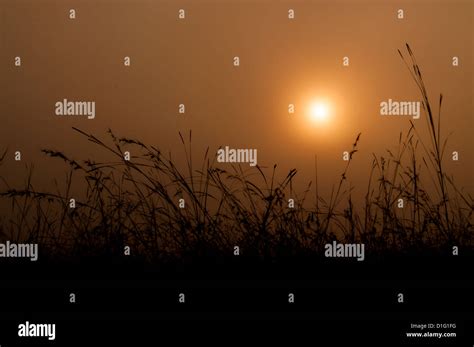 Sunrise over the misty forest Stock Photo - Alamy