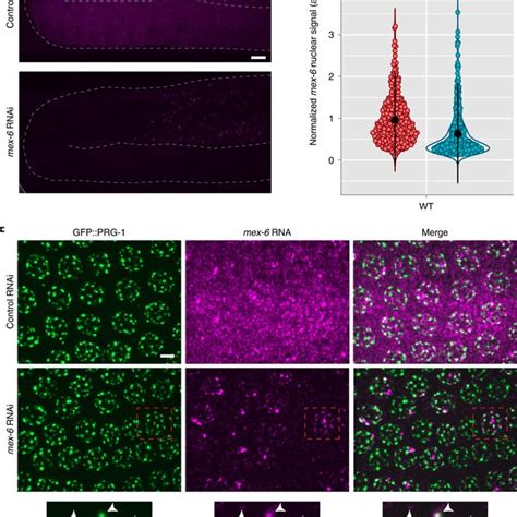 Enrichment Of Rnai Targeted Transcripts In Nuage Requires Znfx A