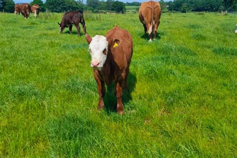 15 Hereford Aberdeen Angus Cross Breeding Cows With Calves At Foot