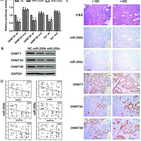 Mir B And Mir C Target Dnmt And Dnmt A B In Human Ovarian